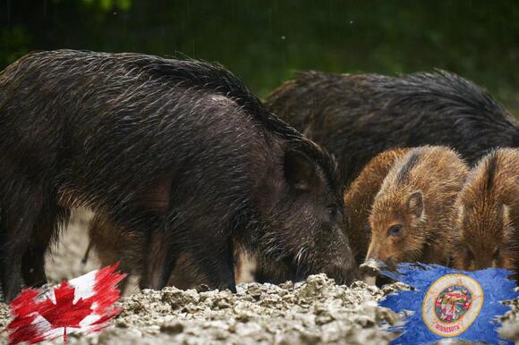 Canadian Super Pigs Are Just 18 Miles From the Minnesota Border - NewsBreak
