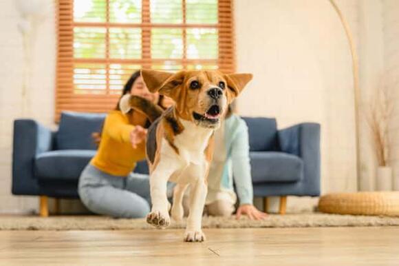 101 Female Beagle Names 2026 (With Meanings) - NewsBreak