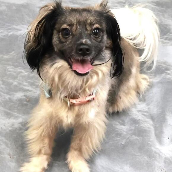 🐶 Playful Pointer Mix Dogs Ready for Adoption in St. Cloud - NewsBreak