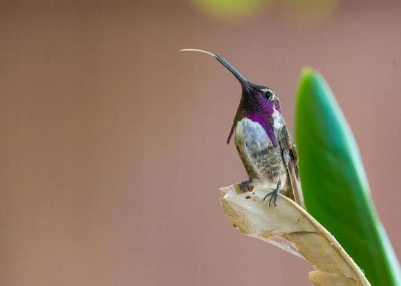 8 Fascinating Facts About the Lucifer Hummingbird That Explain Why This ...