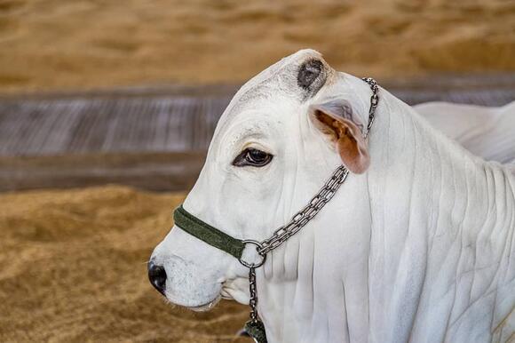 Most Expensive Cow sold for $4,000,000 - NewsBreak