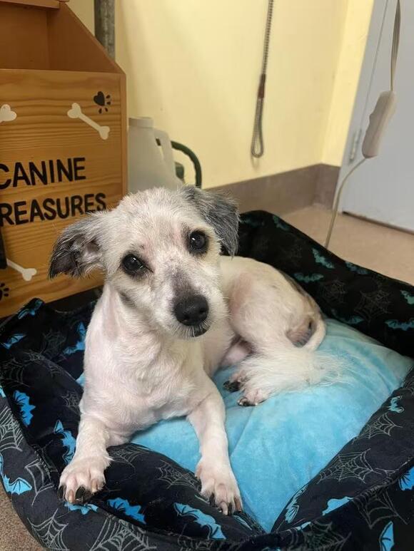 🐶 Playful Florence Dogs Ready for Adoption and New Homes - NewsBreak