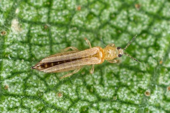 8 Bugs That Look Like Lice (Know The Difference) - NewsBreak