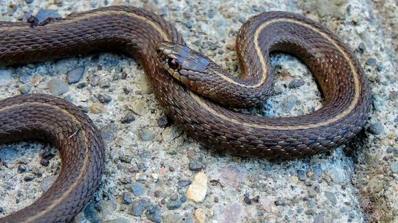 The Truth About Garter Snakes in Your Backyard - NewsBreak