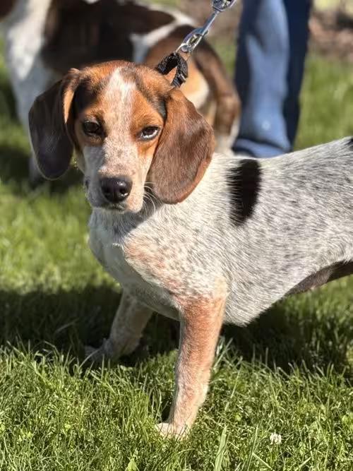 🐶 Playful, Gentle & Loyal Dogs Ready for Adoption in Batavia - NewsBreak