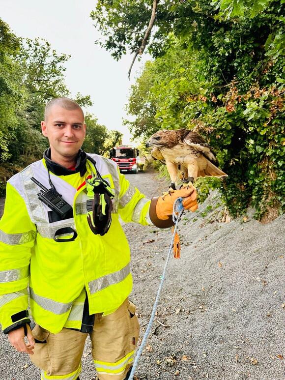 Hawk rescued by firefighters after getting trapped in a tree