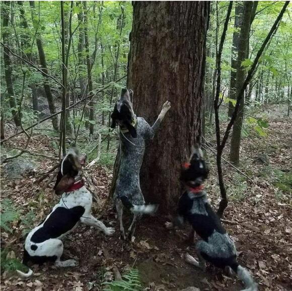 Hound hunting is a timehonored tradition in NH. But not everyone likes it.