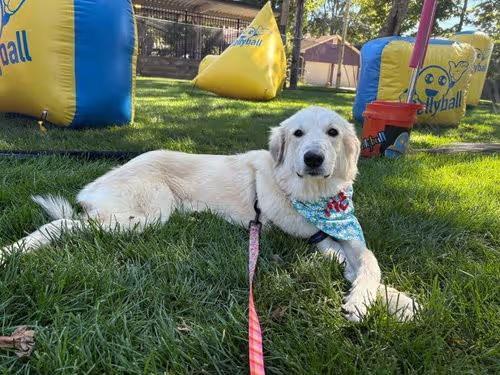 🐶 Playful, Unique Dogs Ready for Adoption in Germantown, OH - NewsBreak