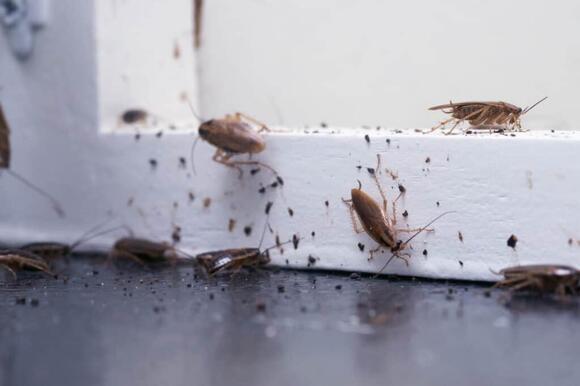 10 Bugs That Look Like Earwigs - NewsBreak