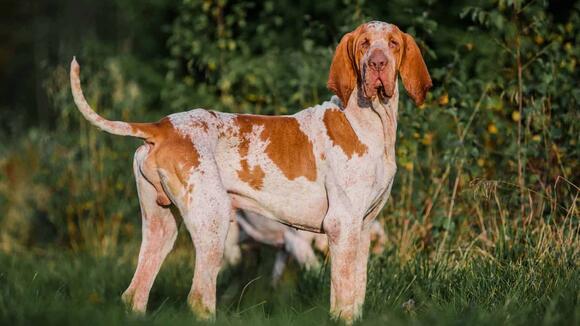 10 Sounds Dogs React To And 3 That Annoy Them - NewsBreak