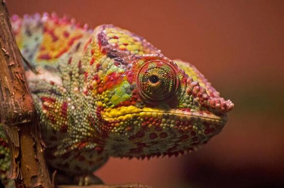 Why Chameleons Change Color to Match Their Mood, Not Their Surroundings ...