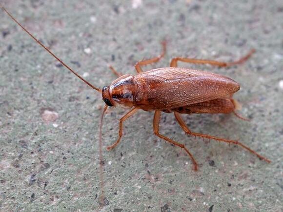 Mystery sludge, roaches by meat, rotting mouse & more at Wichita KS ...