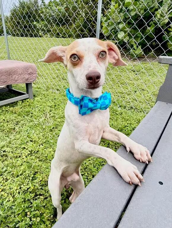 🐶 Playful, Gentle & Loyal Dogs Ready for Adoption in Cape Coral - NewsBreak
