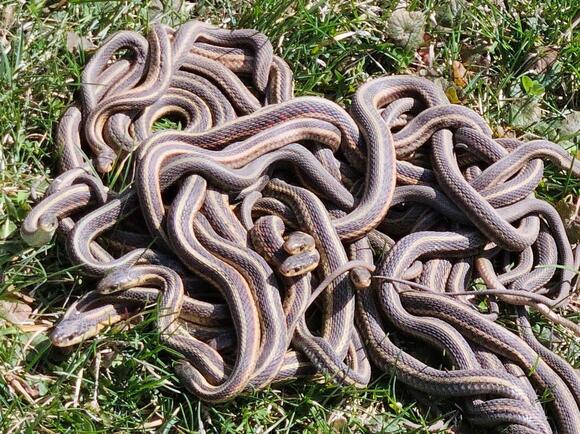 Why Snakes Form Balls in the Spring - NewsBreak