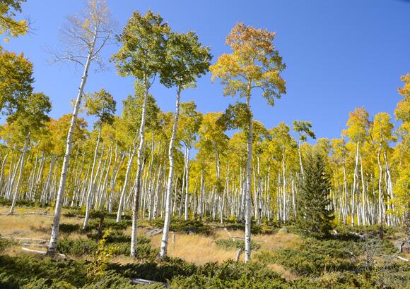The Tree That Can Clone Itself for Thousands of Years - NewsBreak