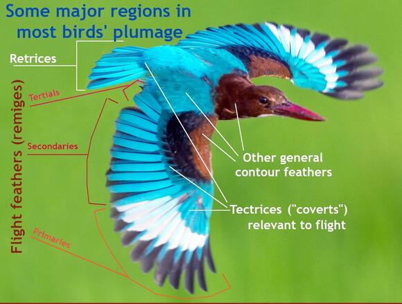 How are Bird Feathers Adapted for Flight: Surprising Science Explained