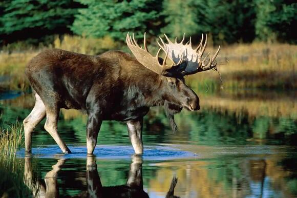 7 Types of Deer in North America: A Species-by-Species Guide - NewsBreak