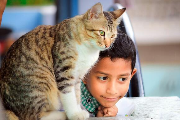 Do Cats Grieve the Loss of Routines or the Person Attached to Them ...