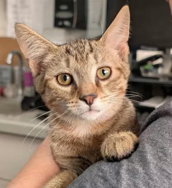 🐱 Sweet Shelter Cats Ready for Adoption in Canfield, Ohio - NewsBreak
