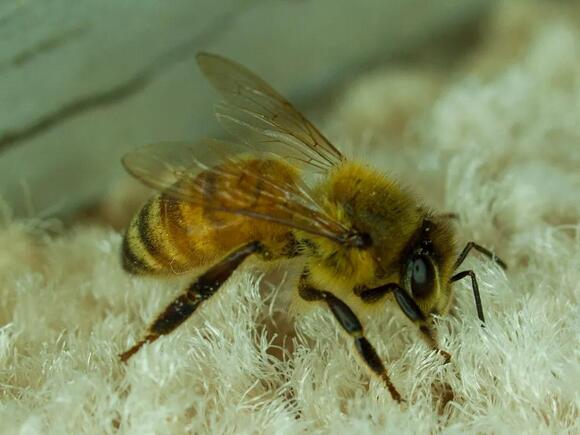 8 Stinging Insects in Puerto Rico You Need to Recognize - NewsBreak