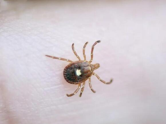 Tick that causes meat allergy, other rare virus is spreading: What ...
