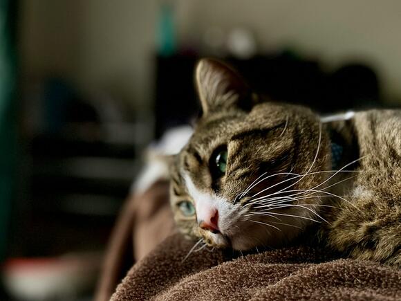 Do Cats Feel Rejection When You Miss Their Signals? - NewsBreak