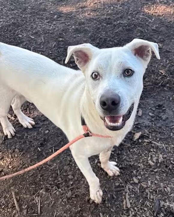 🐶 Playful, Loyal & Loving Dogs Ready for Adoption in Lincoln - NewsBreak
