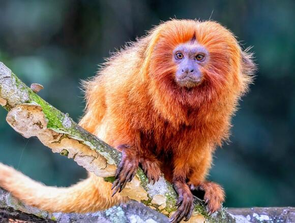 Primates face an uncertain future due to climate change
