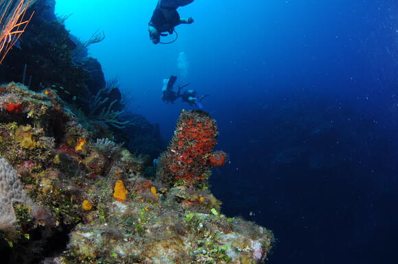 Belize VS Roatan: How to Choose Your Diving Trip? - NewsBreak