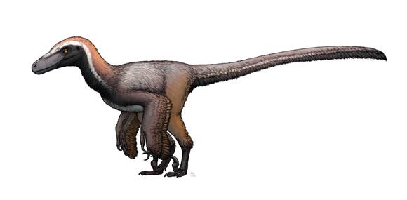 How Did Raptors Hunt in Packs? New Evidence Suggests Strategy - NewsBreak