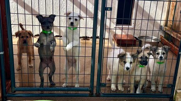 Local Dog Rescue Reveals They're in Need of More Foster Homes to Help ...