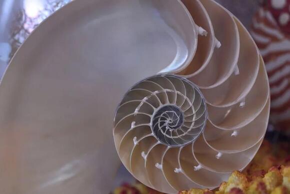 The Fibonacci Sequence Hiding in Pinecones, Shells, and Your Own ...