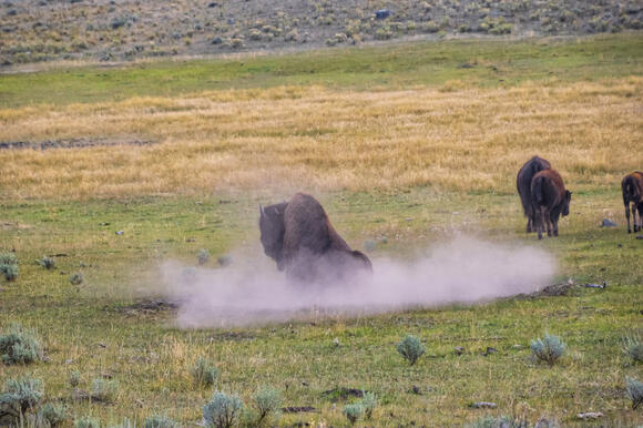 Where America’s Last Wild Bison Roam - NewsBreak
