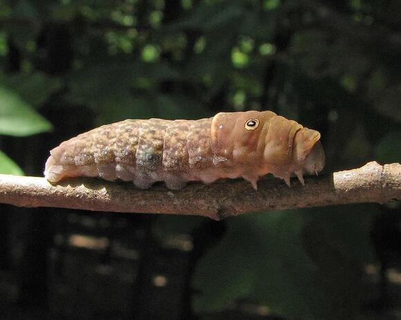 25 Caterpillars Found in Massachusetts (Including 4 Poisonous Ones ...