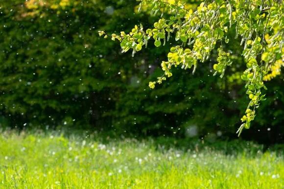2026 Allergy Forecast: When will pollen be bad across the US? - NewsBreak