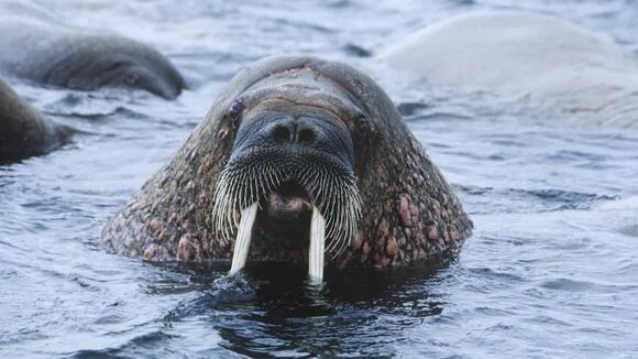 Why Walruses Use Their Tusks Like Ice Picks - NewsBreak