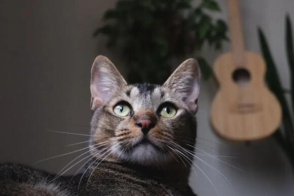 The Silent Language of Cats: What Their Blinks and Ear Twitches Mean ...
