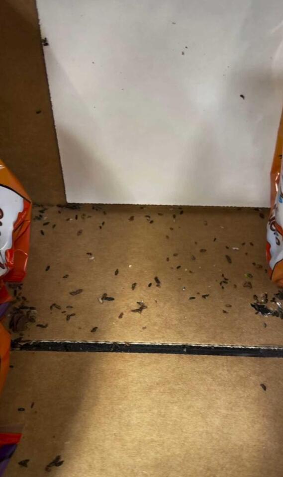 Mice Feces Found On Shelves At Somerdale Walmart - NewsBreak