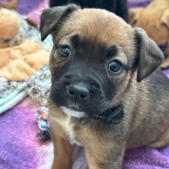 🐶 Playful & Loving Dogs Ready for Adoption in Apex, NC - NewsBreak