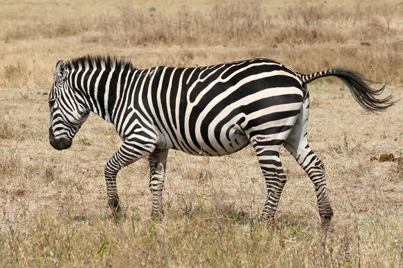 What Do You Call a Group of Zebras? The Answer Is Dazzling - NewsBreak