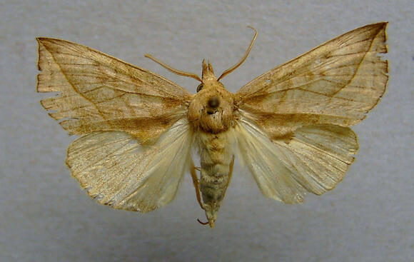 How Moths Avoid Bats Using Echo-Jamming Clicks - NewsBreak