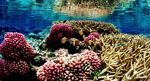 The Great Barrier Reef Crisis What Queensland Scientists Are Doing to ...