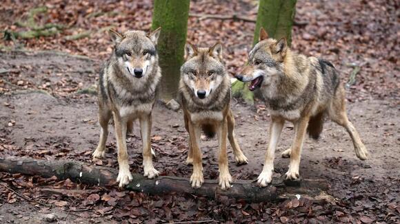 This U.S. Park Has the Most Wild Wolves - NewsBreak