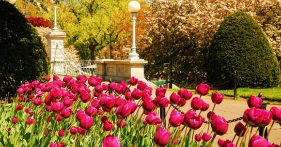 Spring in Massachusetts Is Best Spent Exploring Boston Public Garden ...