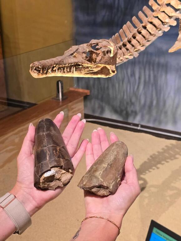 Scientists Have Found a Barrel-Shaped Squid-Like Creature From The ...