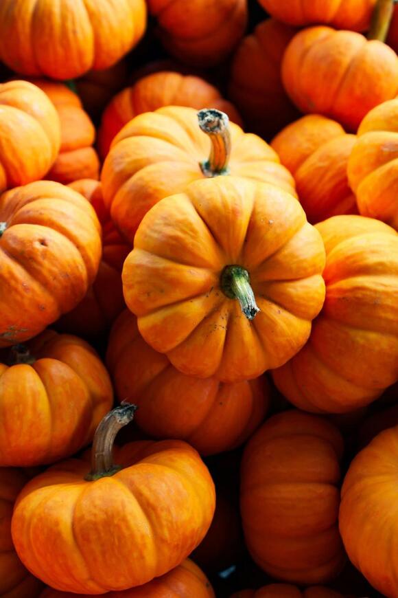 Today's World Championship Pumpkin Weigh-Off Pays $9 a Pound: Here's ...