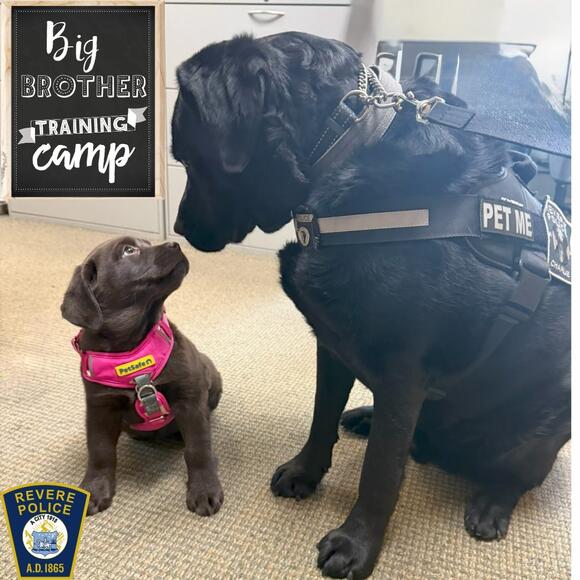 Meet Lola: The 9-Week-Old Lab Puppy Joining Revere Police as a Comfort ...