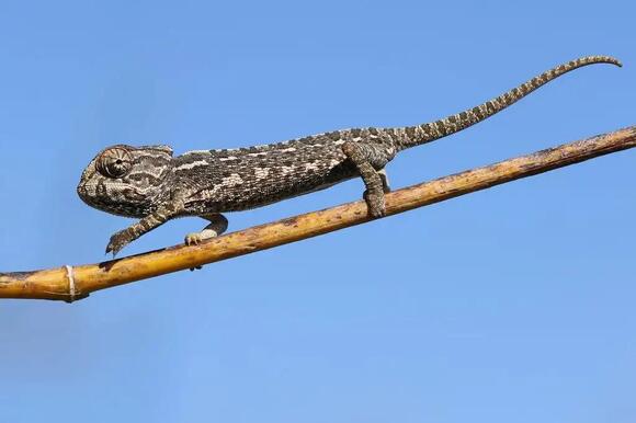 30 Best Climbing Animals: From Mountain Peaks to Forest Canopies ...