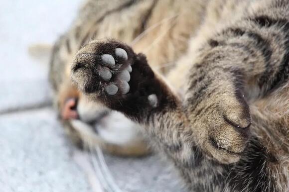 Why That Innocent Bat of Your Cat’s Paw Is Actually a Calculated Move ...