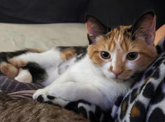 🐱 Friendly Duxbury Cats Ready for Adoption at Standish Humane - NewsBreak